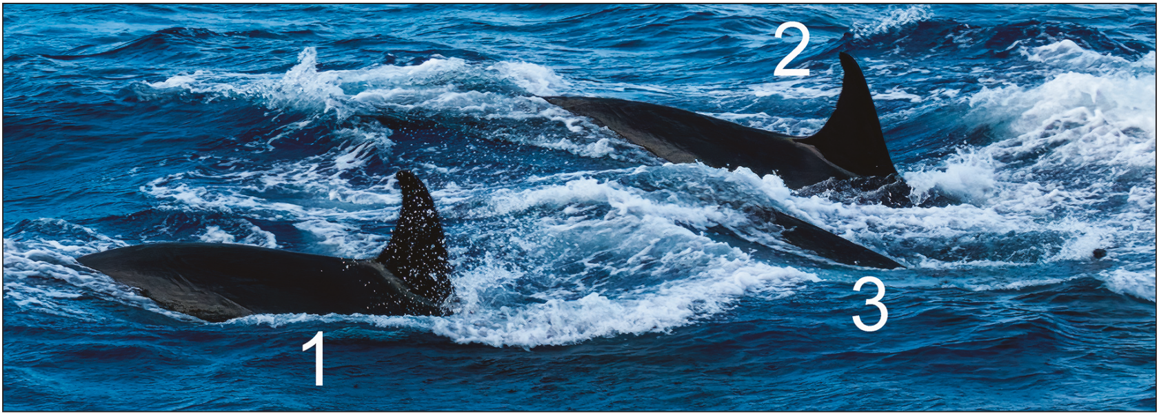 Fiji Orca_orcas