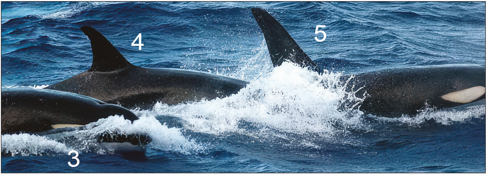 Fiji Orca_orcas
