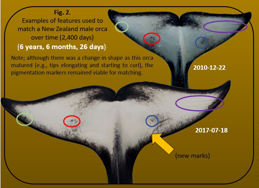 Using the data collected by Dr Visser, a photo-identification match of a male orca over a period of 6 years, 6 months and 26 days.
