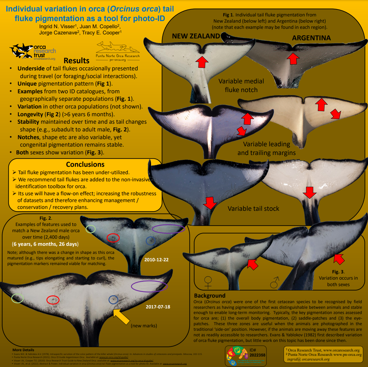 Variation in Tail Fluke Pigmentation (2022 Conference poster)