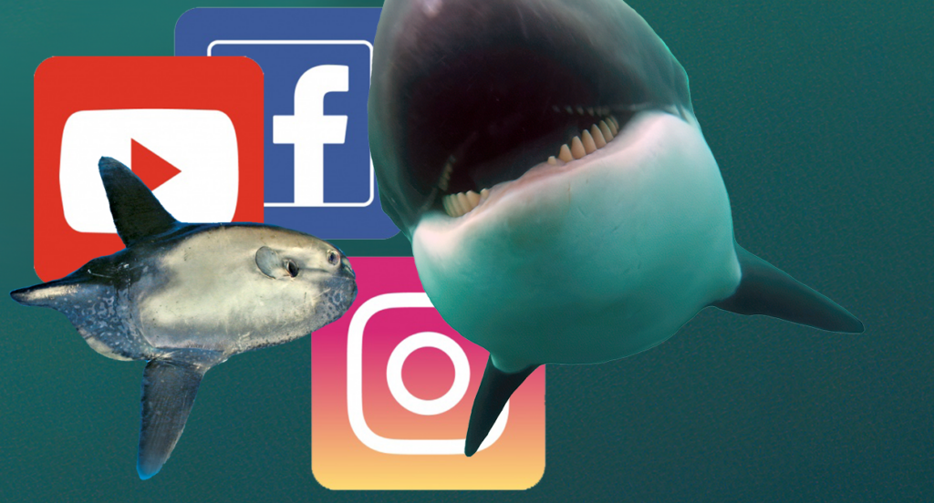 SOCIAL-MEDIA-Orca-Sunfishes