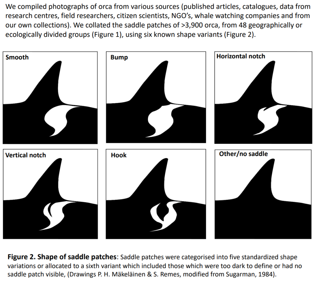 Saddle patch shape