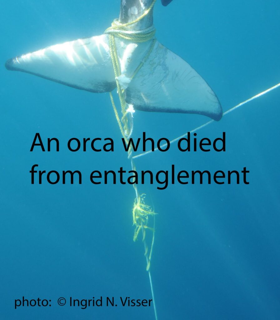 entanglement-poster