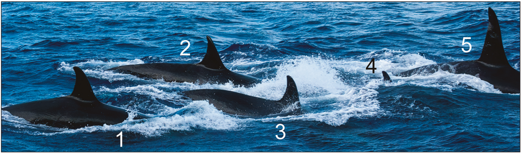 Fiji Orca_orcas