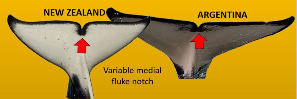 Part of Figure 1 from the scientific conference poster illustrating the variation in the pigmentation around the medial notch.  But note that both types of pigmentation can be found in both populations (see the example below, from a New Zealand orca)