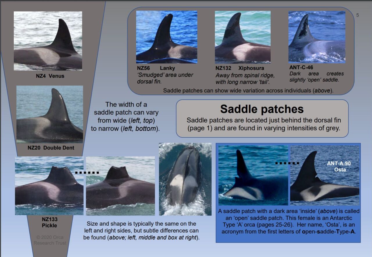 saddle-patches