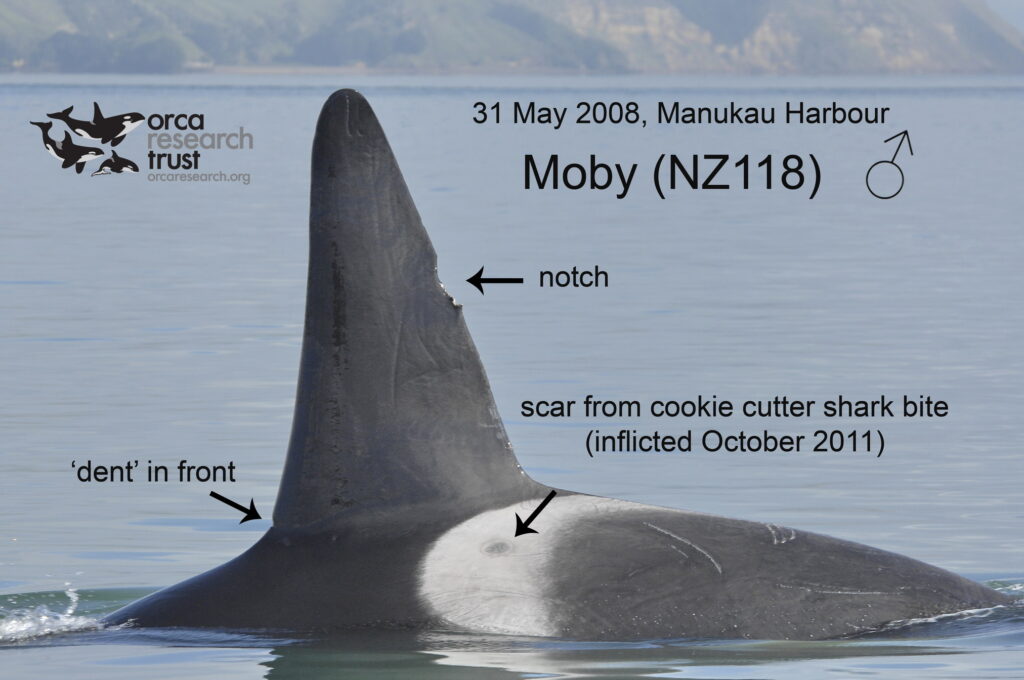 Moby