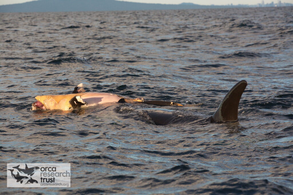 Unidentified Pelagic NZ orca