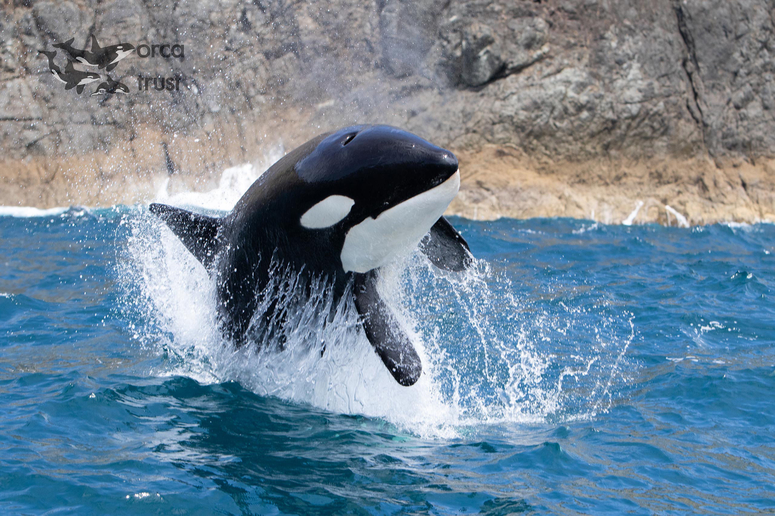 Photo of orcas in New Zealand - by orca research trust