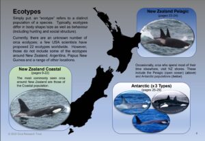 Learn why & how to identify orca