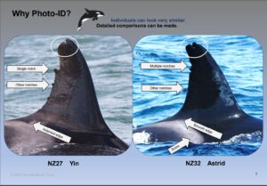 Learn why & how to identify orca