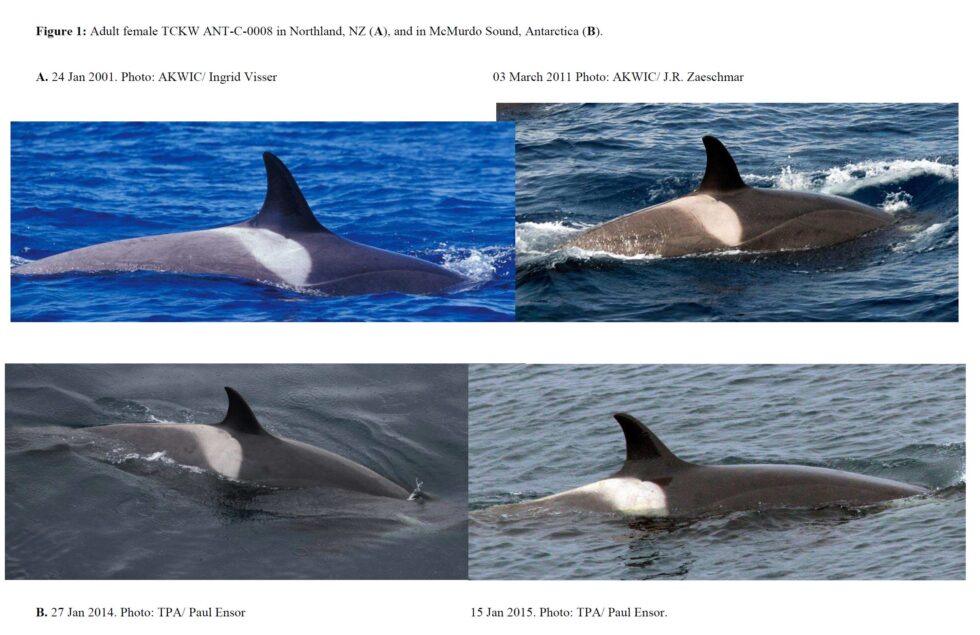 Using the data collected by Dr Visser, a photo-identification match of an adult female Type C orca was made between Northland, New Zealand and the Ross Sea, Antarctica