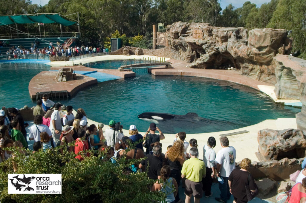 Orca in captivity are kept in tiny tanks. This adult male, known as Kshamenk, is held at Mundo Marino, Argentina.