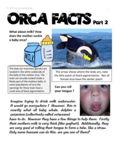 ORCA FACTS, Part 2
