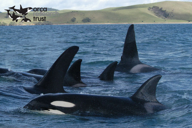 ORCA-_01w
