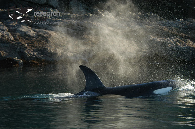 ORCA-_02w