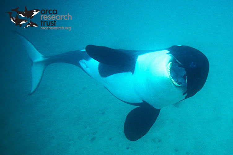 ORCA-_03w
