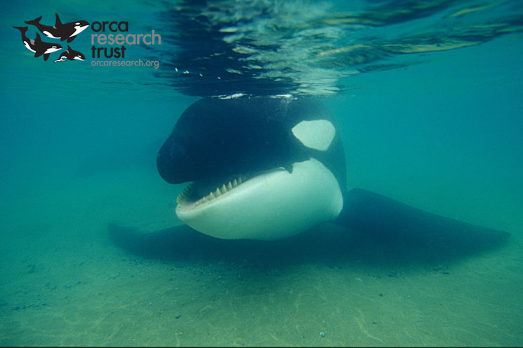ORCA-_04w