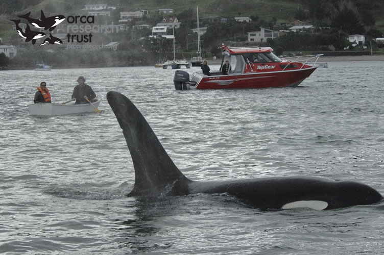 ORCA-_05w