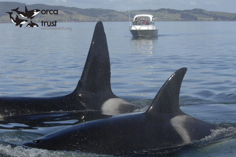 ORCA-_06w