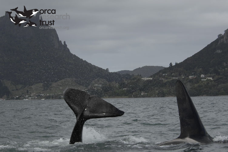 ORCA-_12w