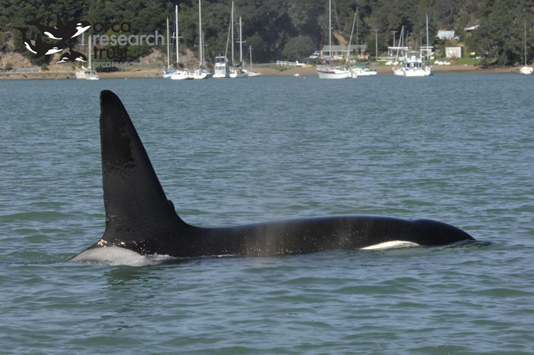 ORCA-_13w