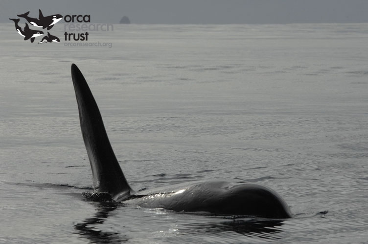 ORCA-_15w