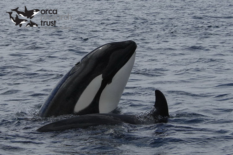 ORCA-_16w