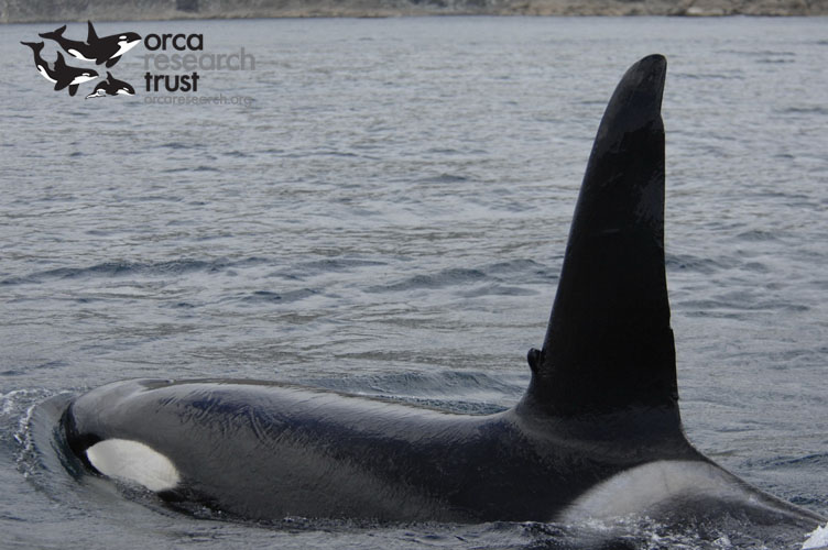ORCA-_17w
