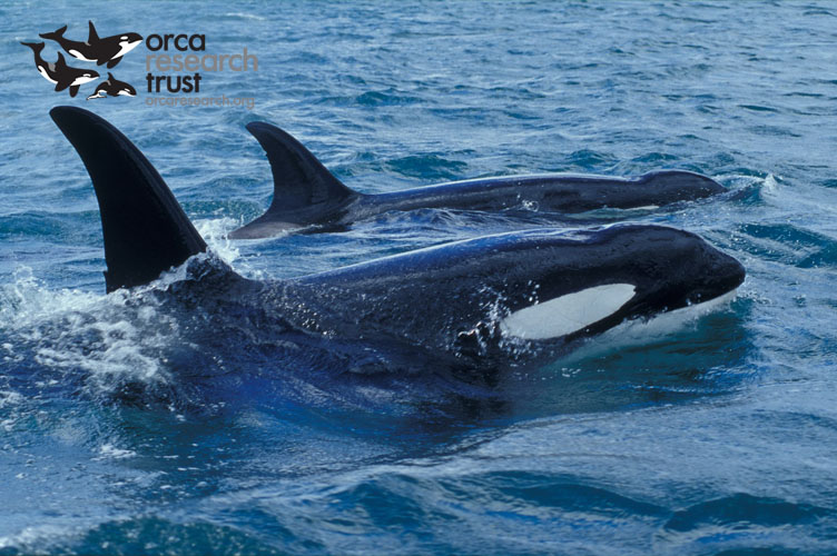 ORCA-_19w