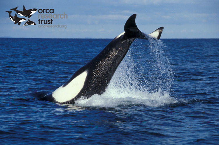 ORCA-_20w