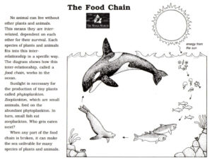 Orca as part of the Food Chain/Web