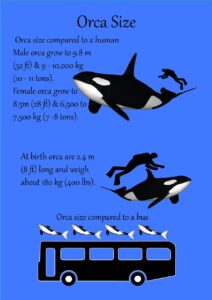 Orca size compared to other objects