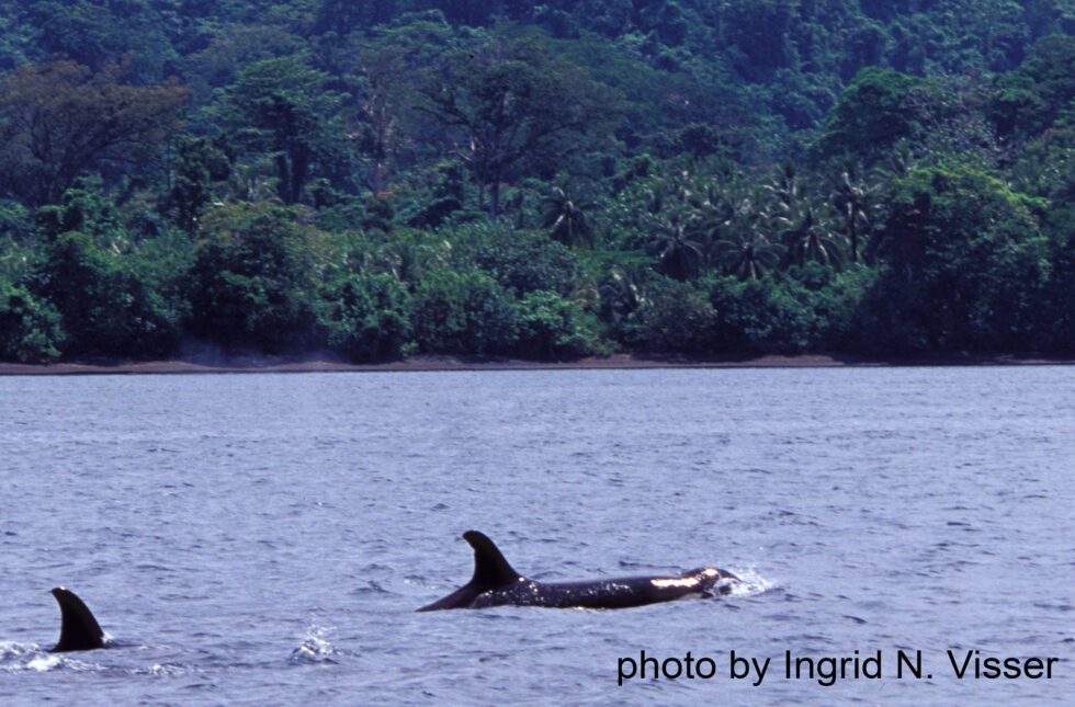 PNG-Cape-H2-photo-by-VISSER