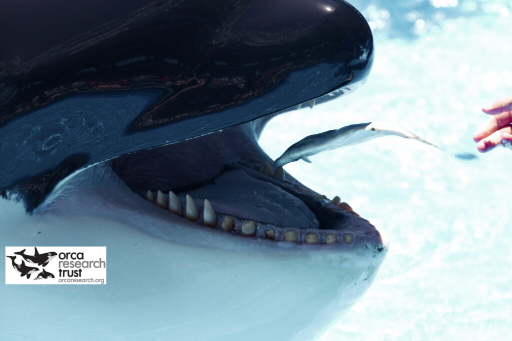 The damaged teeth of a captive orca at SeaWorld Orlando, USA. The captivity industry tries to claim this damage is due to the way the orca feed, but you can see in this image that the food doesn’t touch their teeth. Instead, the damage is due to the orca gnawing on the concrete tanks, as well as other destructive behaviours.