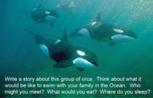 Write a story about this orca family